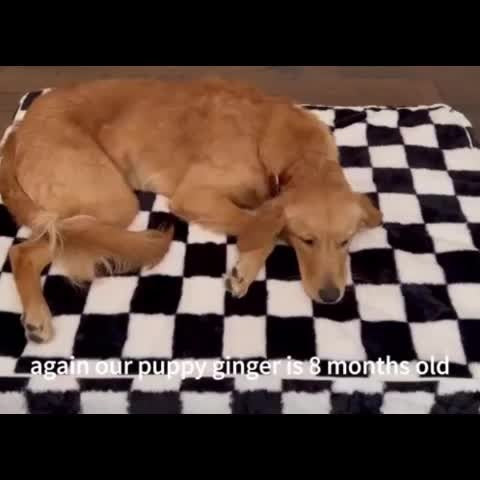 Non-Slip Bottom, Black & White Plaid, Soft Memory Foam Dog Sofa Bed for Small Medium Large Dogs, S M L XL XXL Sizes – Orthopedic Dog Bed with Removable - product image 15