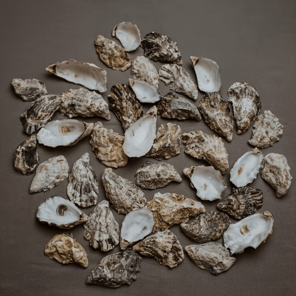 Natural Flat Oyster Shells for Crafts – 17pcs 3-5in Disk Shaped Sea Shells, Vase Filler, DIY Arts & Crafts, Christmas Ornaments, Home Decor, Beach Wedding Decoration - product image
