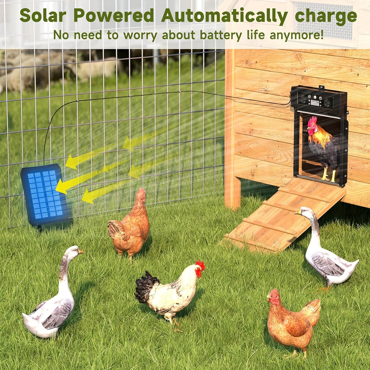 Automatic Chicken Coop Door Solar Powered – Poultry Coop Management – KA-200 Aluminum Alloy Auto Door with Timer, Light Sensor, Anti-Pinch Safety, Remote - product image 3