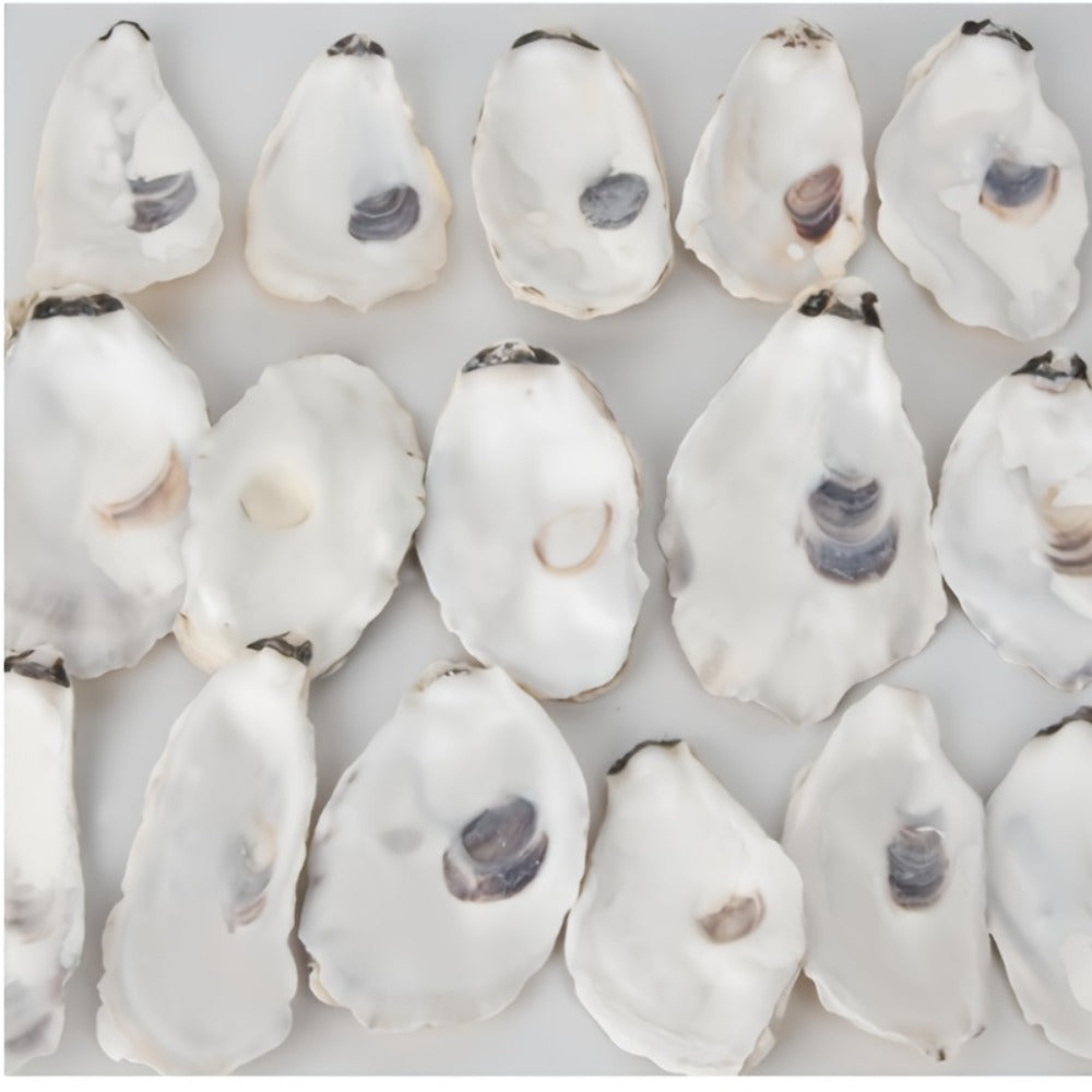 Natural Flat Oyster Shells for Crafts – 17pcs 3-5in Disk Shaped Sea Shells, Vase Filler, DIY Arts & Crafts, Christmas Ornaments, Home Decor, Beach Wedding Decoration - product image 5